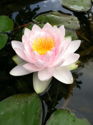 Нимфея Чабби - светло розовая, мелкий сорт